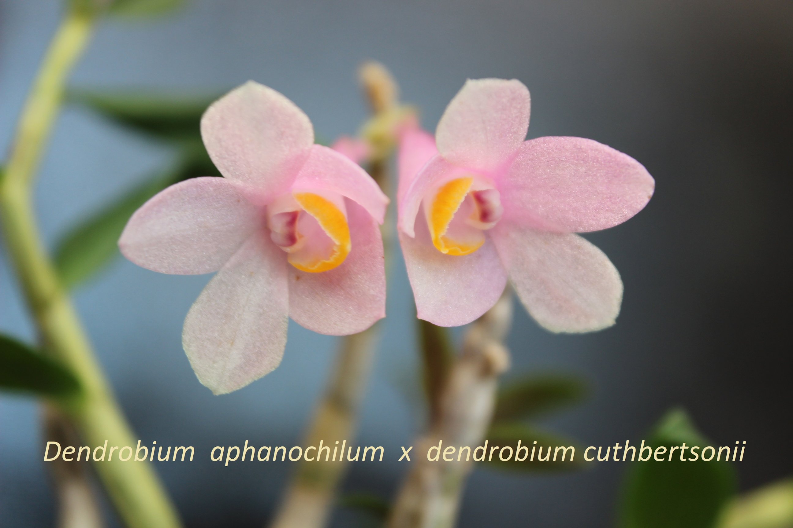 Dendrobium aphanochilum x dendrobium cuthbertsonii 18062305411918944715774698