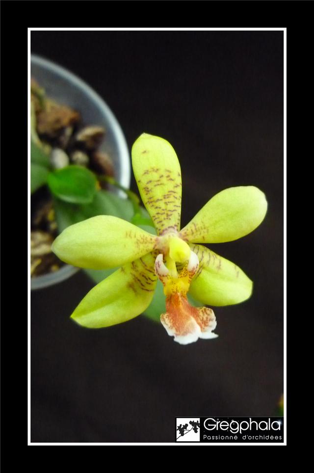 Phalaenopsis stuartiana x Flores Moon (floresensis x cornu-cervi) 18062410405017991315775359