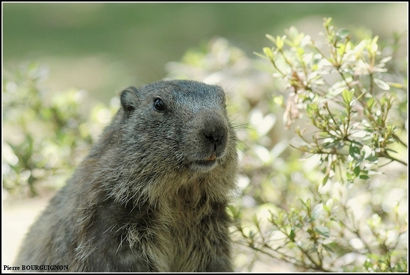 Marmotte (Marmotta marmotta) par Pierre BOURGUIGNON, photographe animalier belge