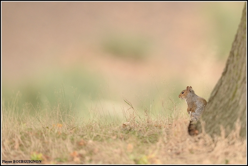 Ecureuil gris (Sciurus carolinensis) par Pierre BOURGUIGNON, photographe animalier belge
