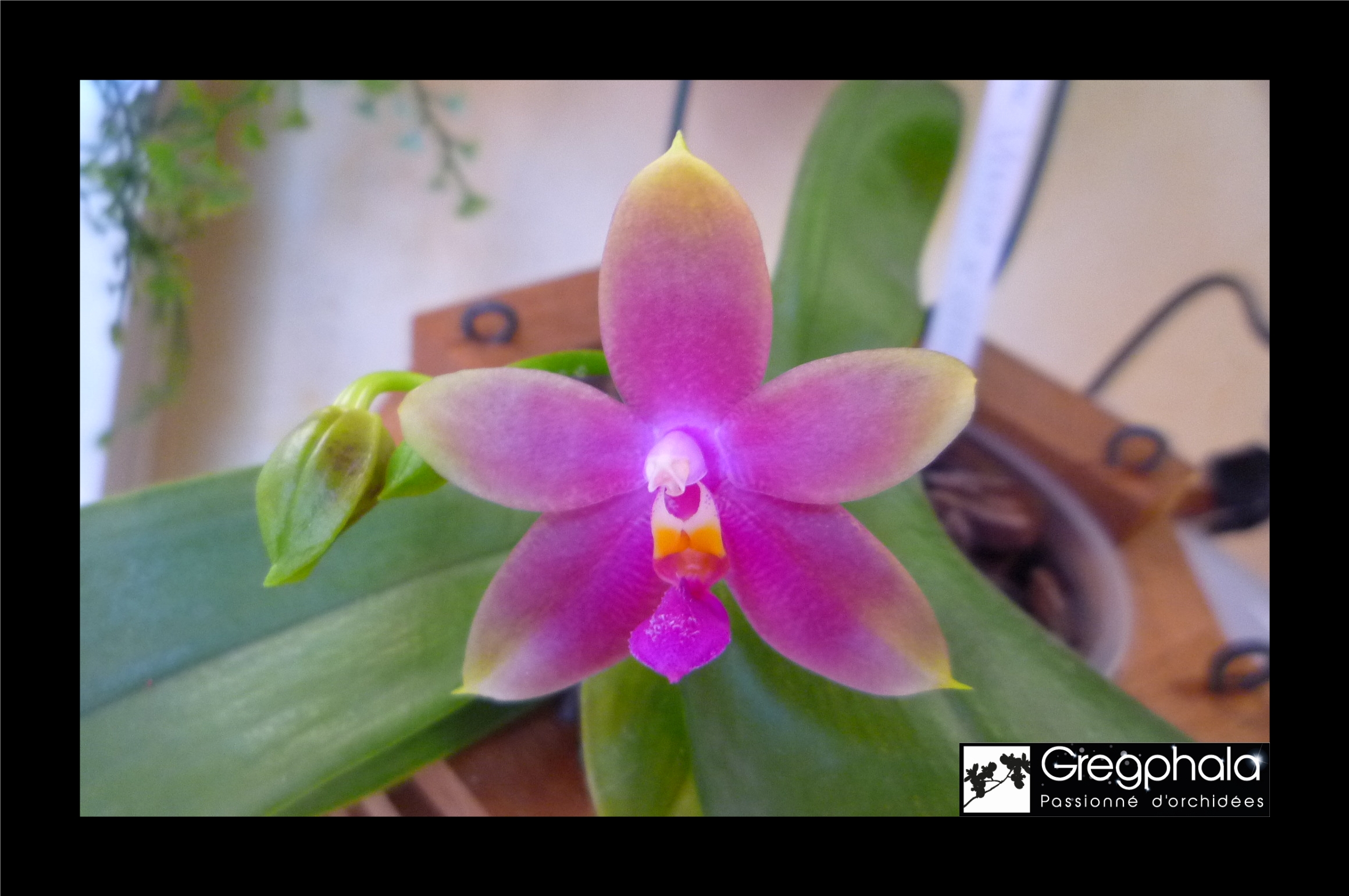 Phalaenopsis Venosasp x bellina Green 18070306373717991315790841