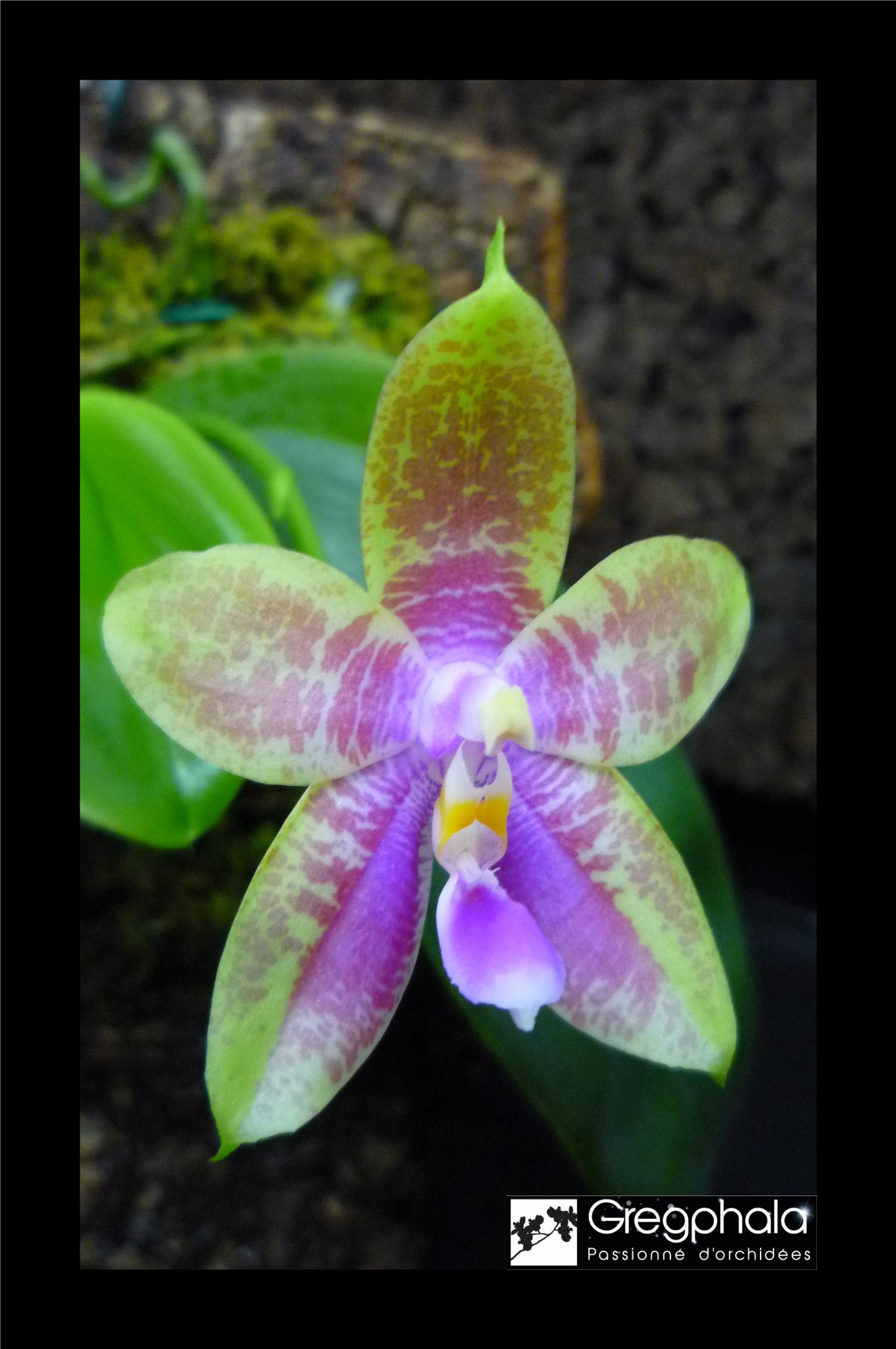 Phalaenopsis Venosasp x bellina Green 18071001324917991315801458