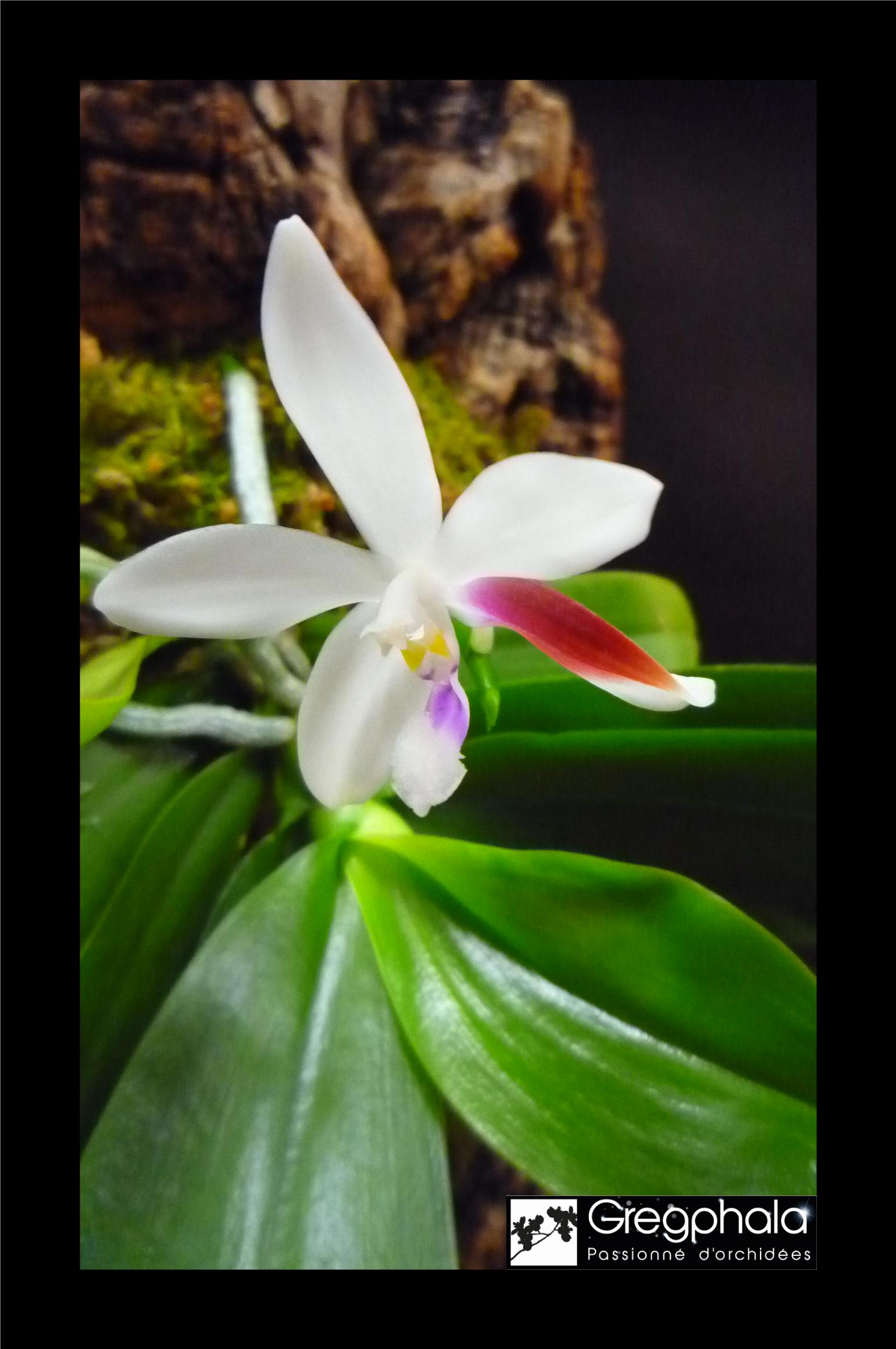 Phalaenopsis tetraspis 'C#1' 18071001325017991315801459