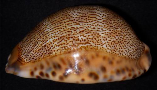 Mauritia arabica asiatica f. empressae - Kessler, 2006 18071501234714587715807977