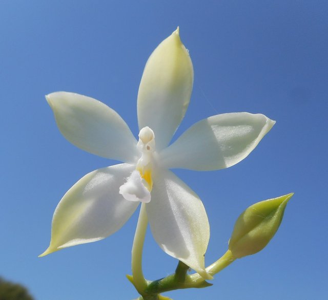 Phalaenopsis TetraBell (tetraspis x bellina f. alba) 18071611274611420015810150