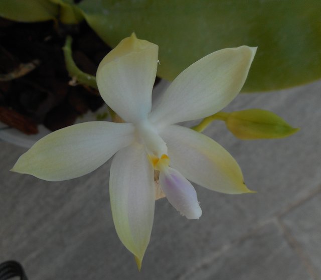 Phalaenopsis TetraBell (tetraspis x bellina f. alba) 18071611274811420015810151