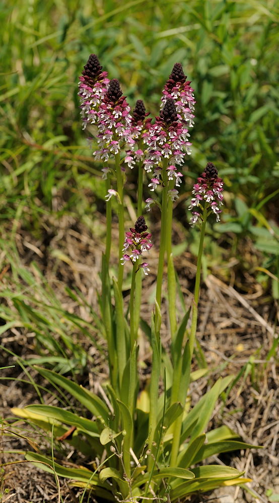 Neotinea ustulata vers Lanselebourg 18071701072623614515810473