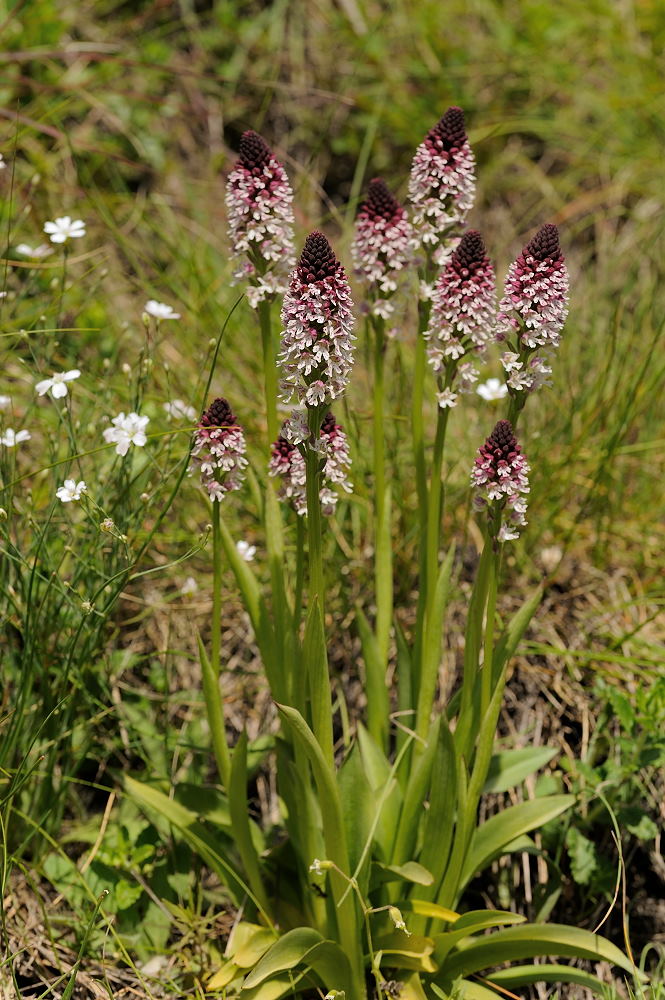 Neotinea ustulata vers Lanselebourg 18071701074923614515810480