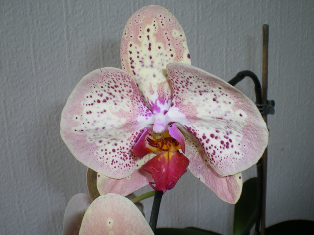 Phalaenopsis hybride anomalie de couleurs 18072103235720151715815801