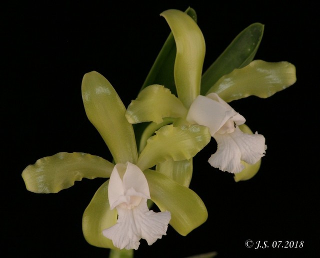 Cattleya tigrina f. alba 18072911134811420015827530