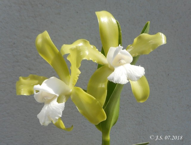 Cattleya tigrina f. alba 18072911134811420015827531