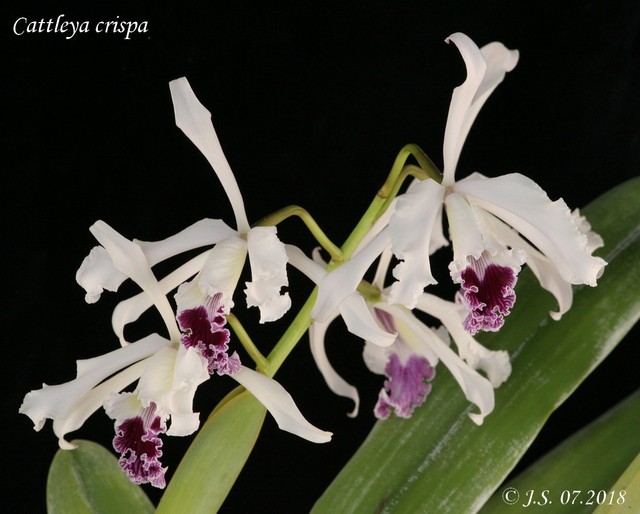 Cattleya (Laelia) crispa 18073011235511420015828759