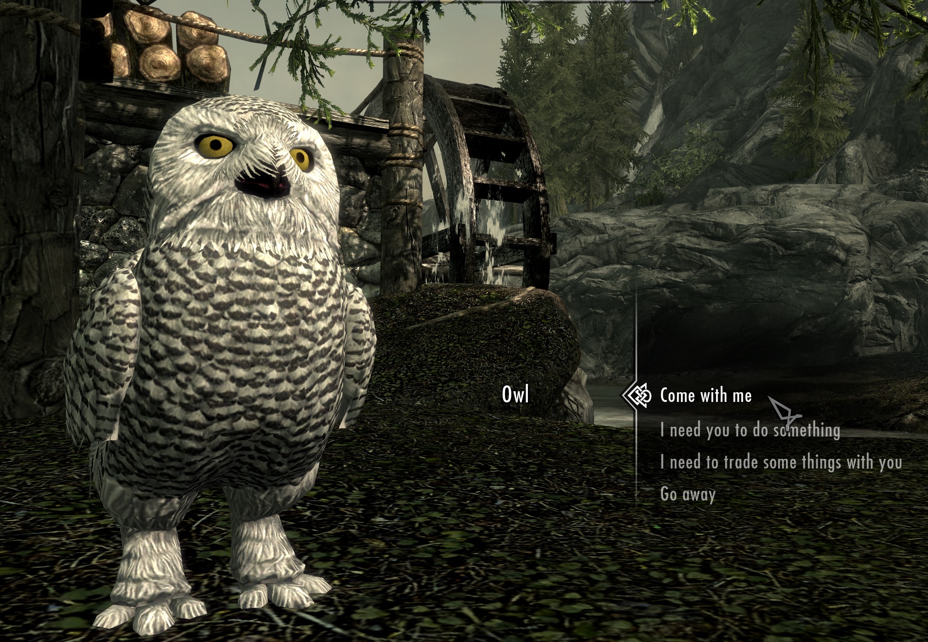 Owl companion