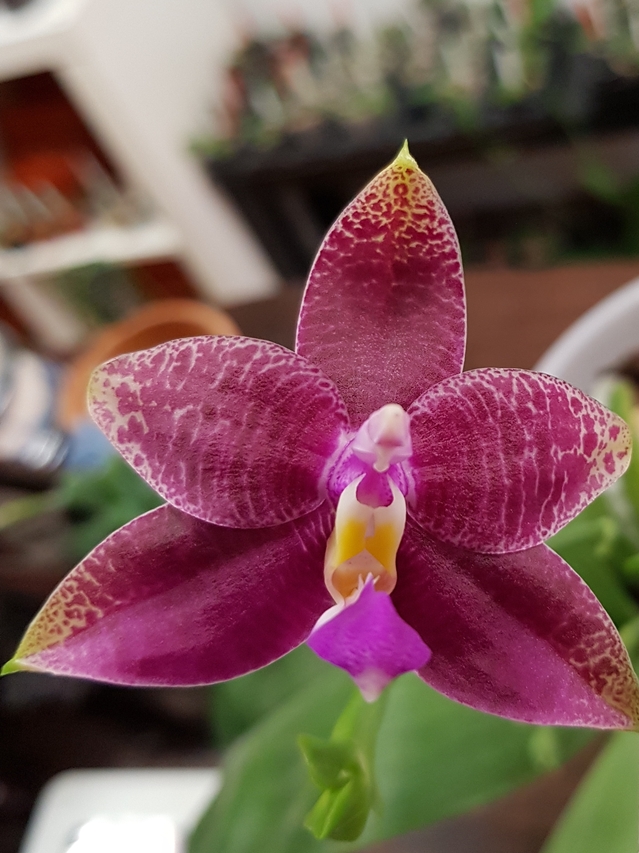 Phalaenopsis nouvelle étiquette ( vôtre opinion en plus )merci 18081303243517991315846261