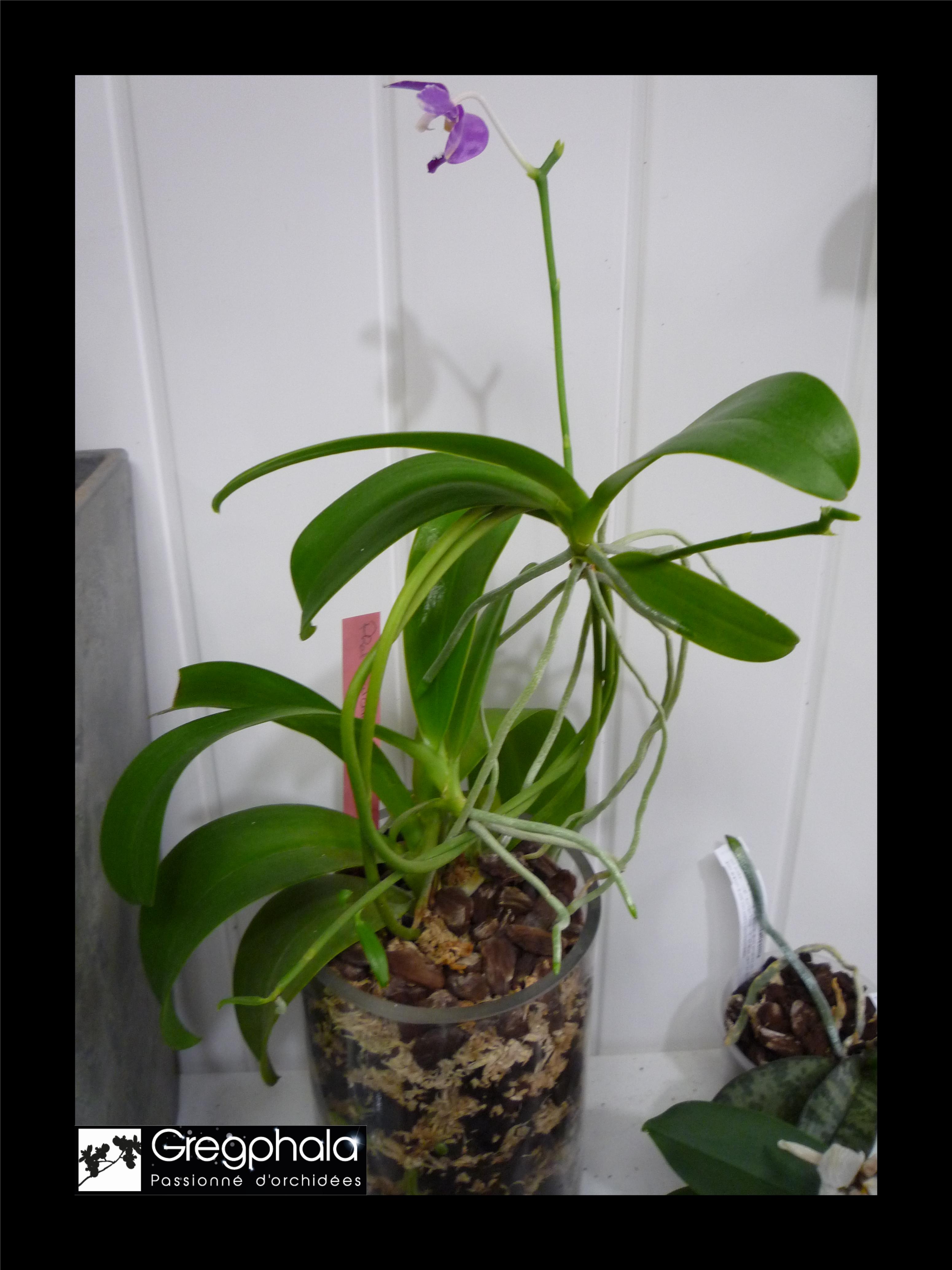 Phalaenopsis pulchra 18081304132017991315846293