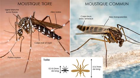 hebergement d'image