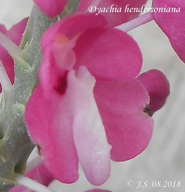 Dyachia hendersoniana 18081810480311420015853440