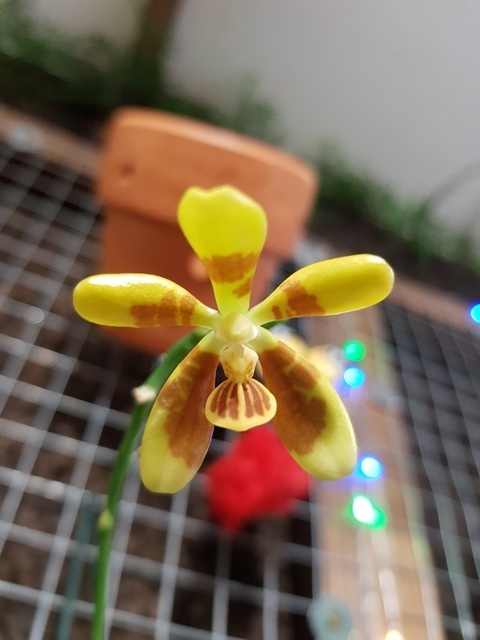 Phalaenopsis fuscata 18083104085217991315870886