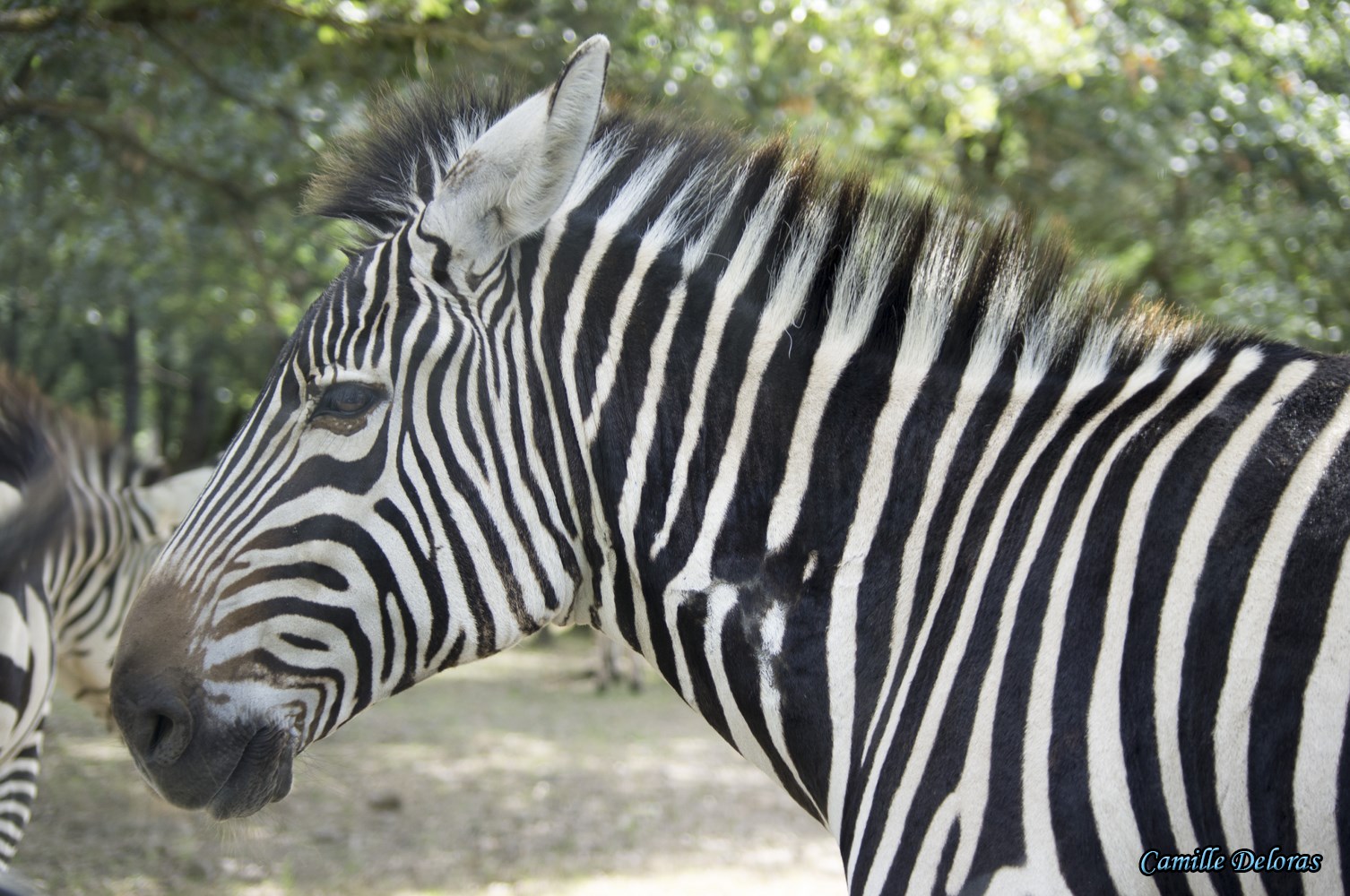 Zoo Plaisance du Touch, 08/2013 18090505021924303715878853