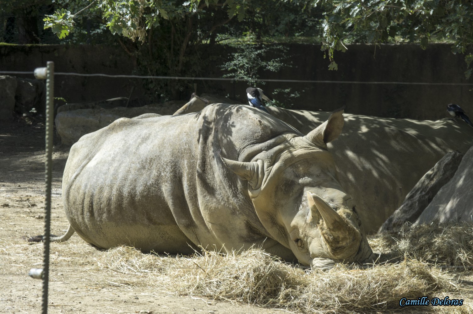 Zoo Plaisance du Touch, 08/2013 18090505022124303715878854