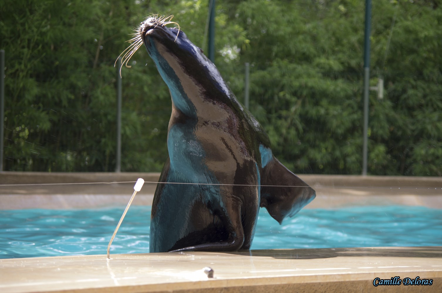 Zoo Plaisance du Touch, 08/2013 18090505023424303715878857
