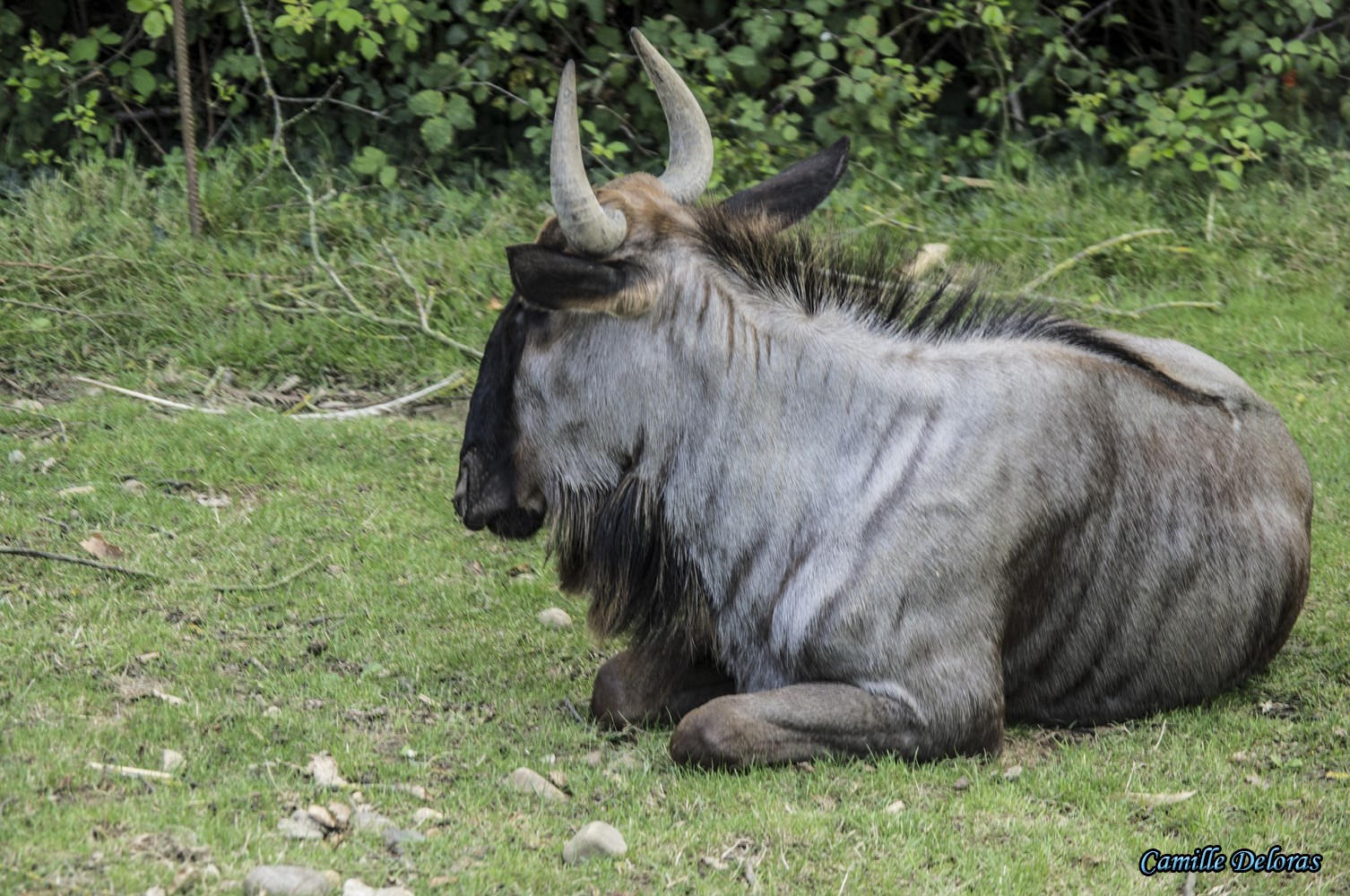 Zoo Plaisance du Touch, 08/2013 18090505023424303715878858