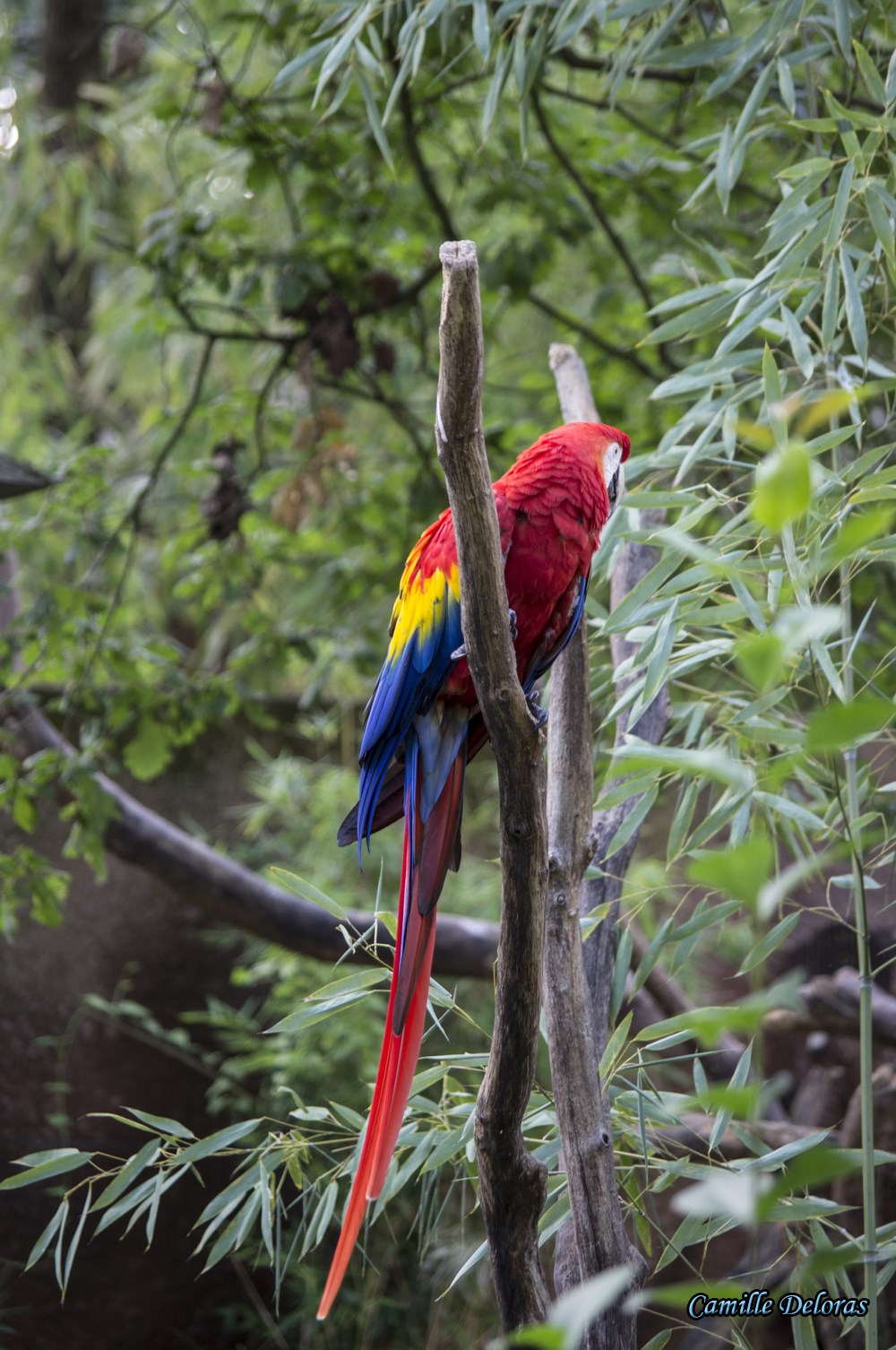 Zoo Plaisance du Touch, 08/2013 18090505024024303715878859