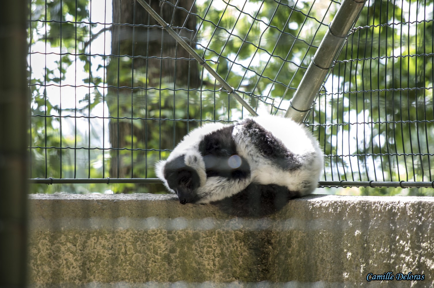 Zoo Plaisance du Touch, 08/2013 18090505024124303715878860