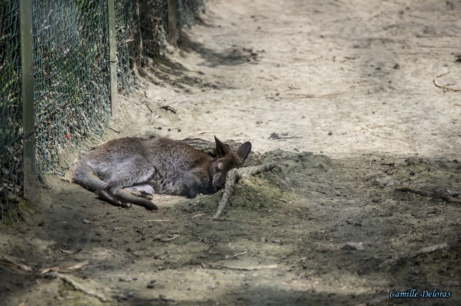 Zoo Plaisance du Touch, 08/2013 18090505024924303715878861