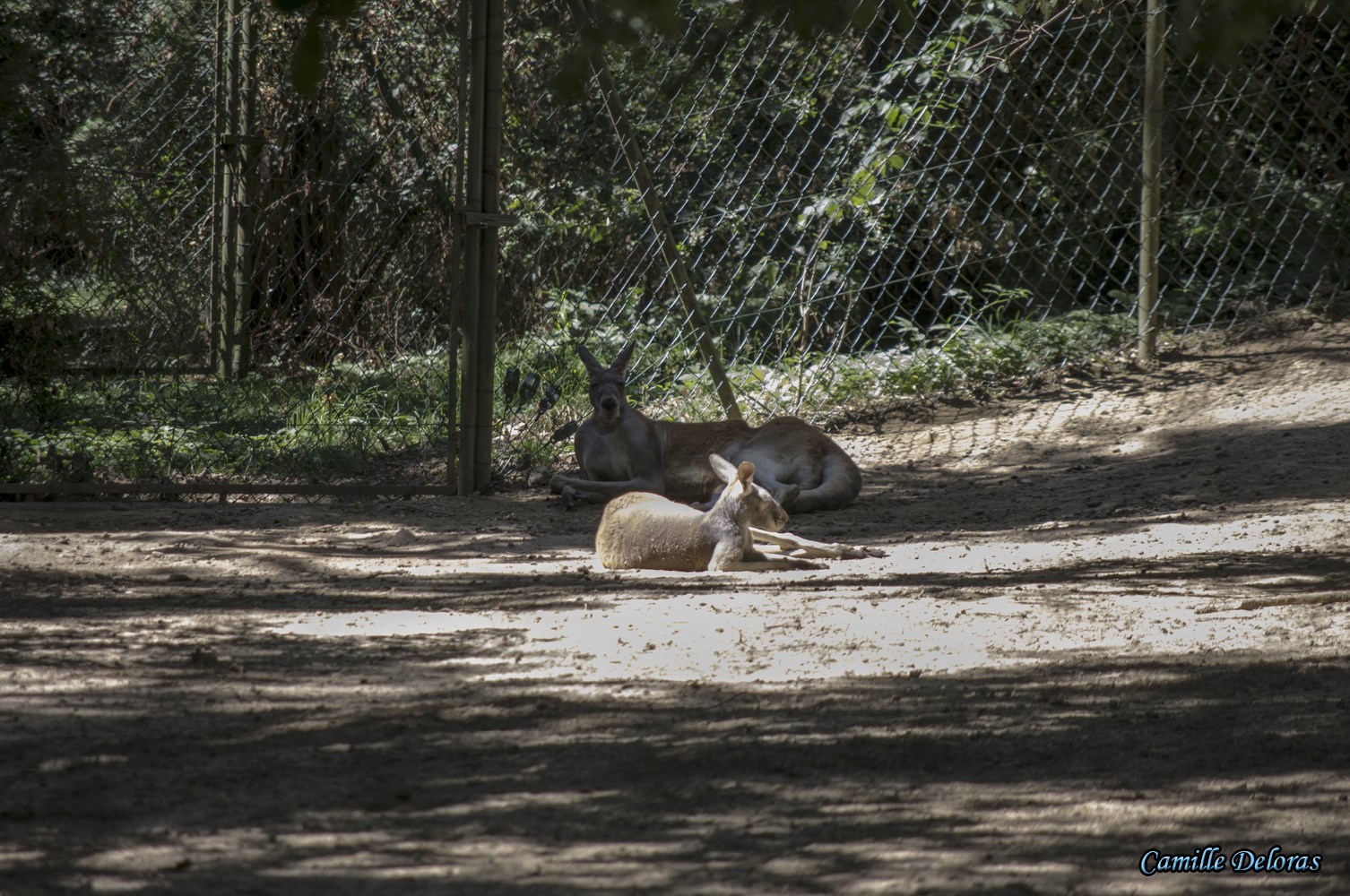 Zoo Plaisance du Touch, 08/2013 18090505024924303715878862