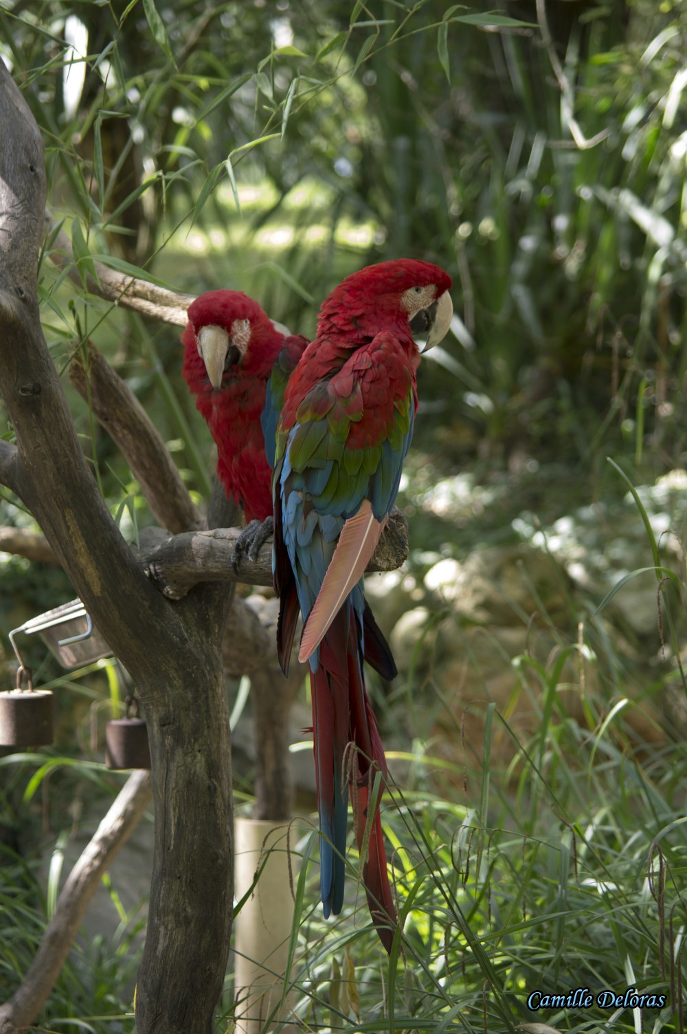 Zoo Plaisance du Touch, 08/2013 18090505025424303715878863