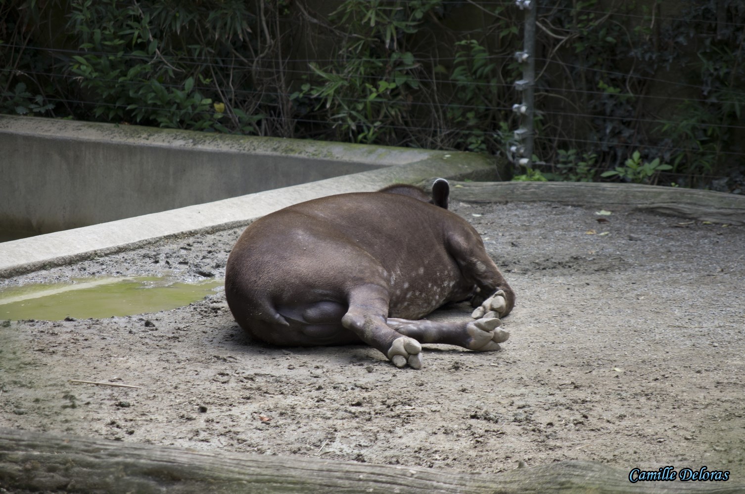 Zoo Plaisance du Touch, 08/2013 18090505025824303715878864