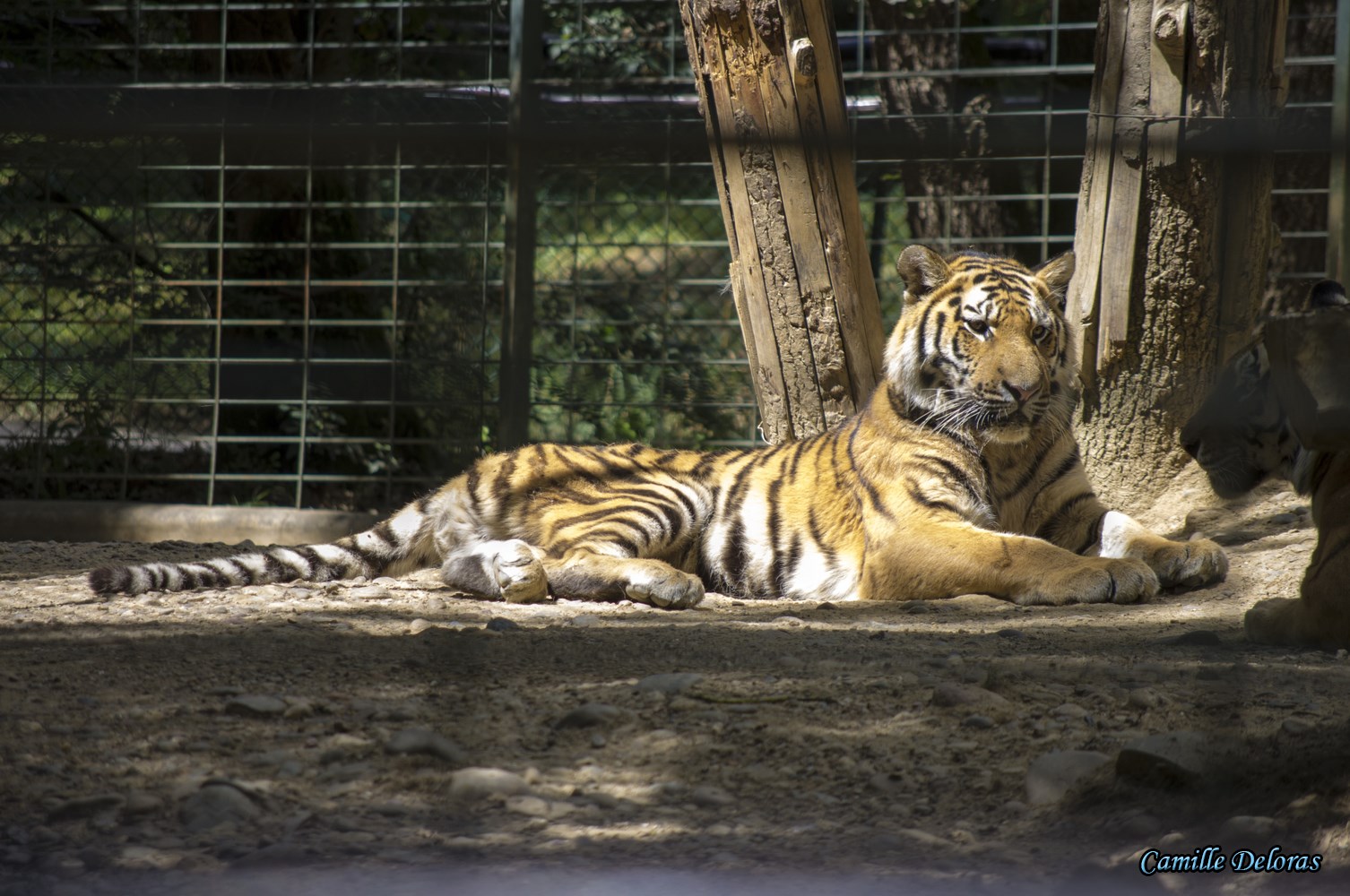 Zoo Plaisance du Touch, 08/2013 18090505025924303715878865