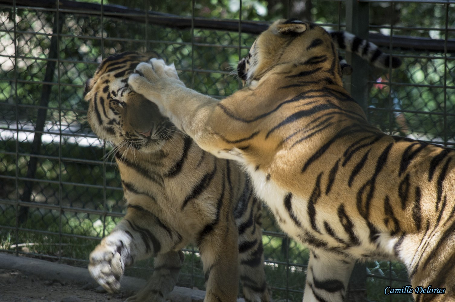 Zoo Plaisance du Touch, 08/2013 18090505030524303715878866