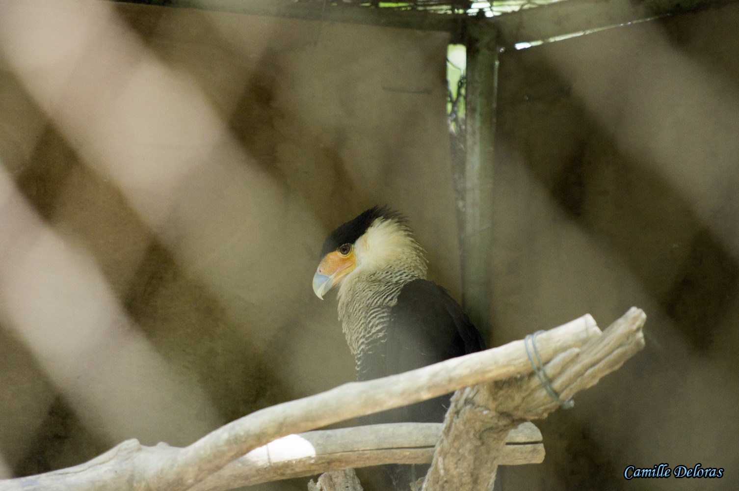 Zoo Plaisance du Touch, 08/2013 18090505030524303715878867