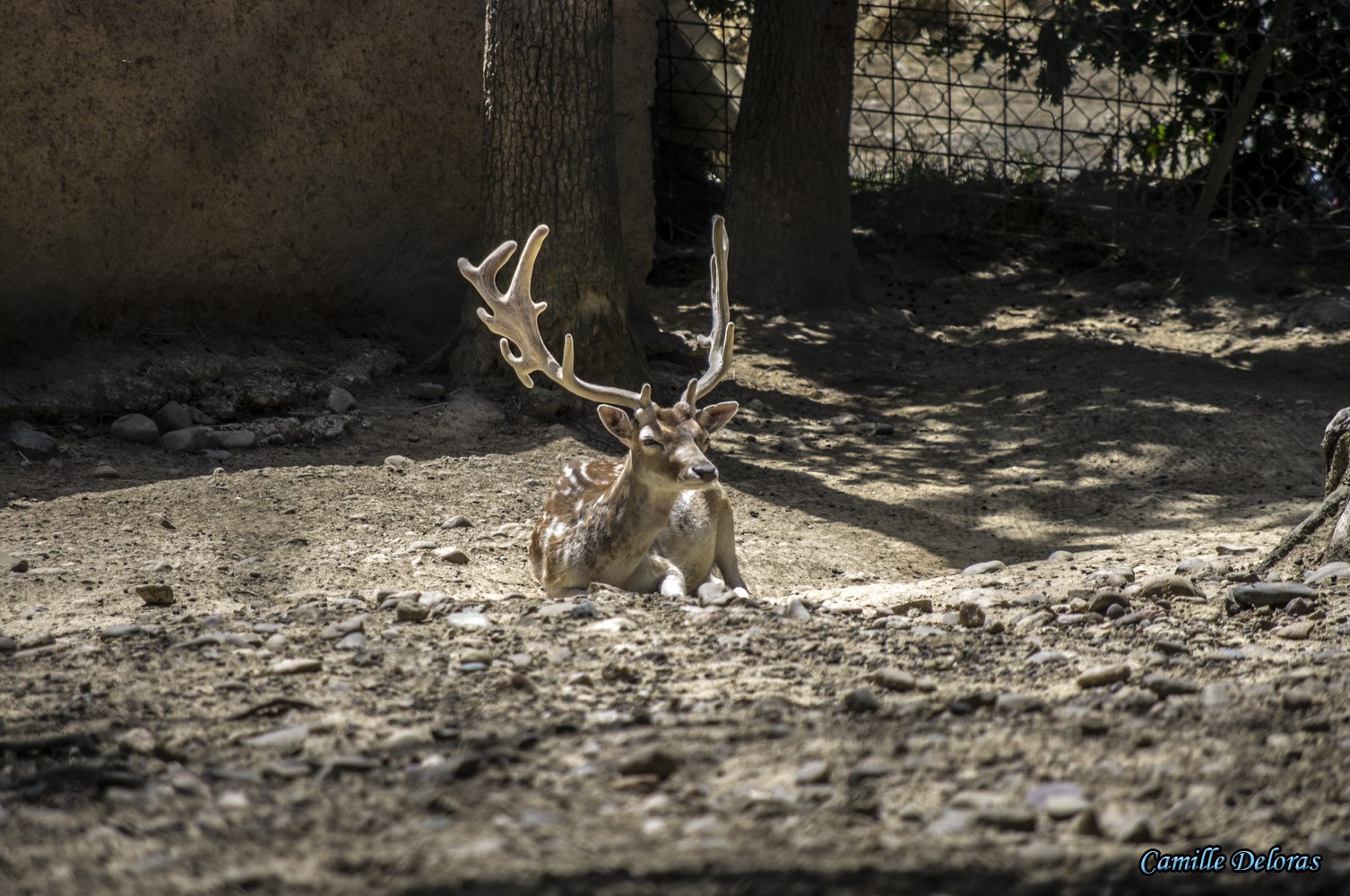 Zoo Plaisance du Touch, 08/2013 18090505031024303715878868
