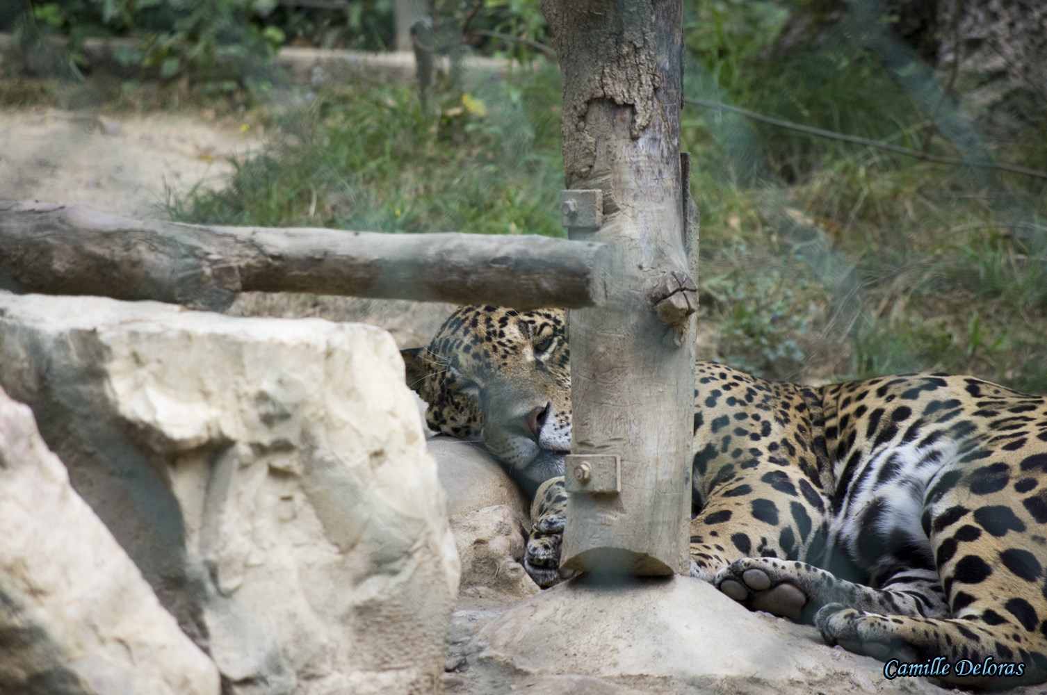 Zoo Plaisance du Touch, 08/2013 18090505031324303715878869