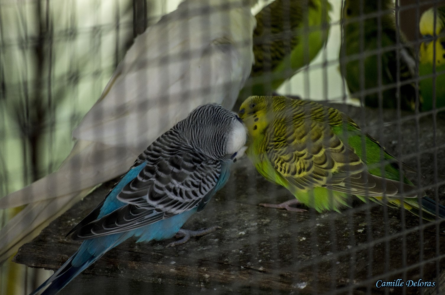 Zoo Plaisance du Touch, 08/2013 18090505031624303715878870