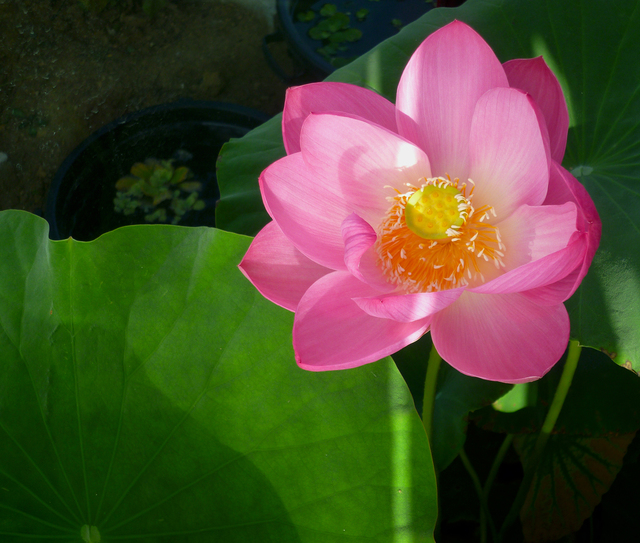 Nelumbo nucifera alias lotus sacré 1809100901209707115885763