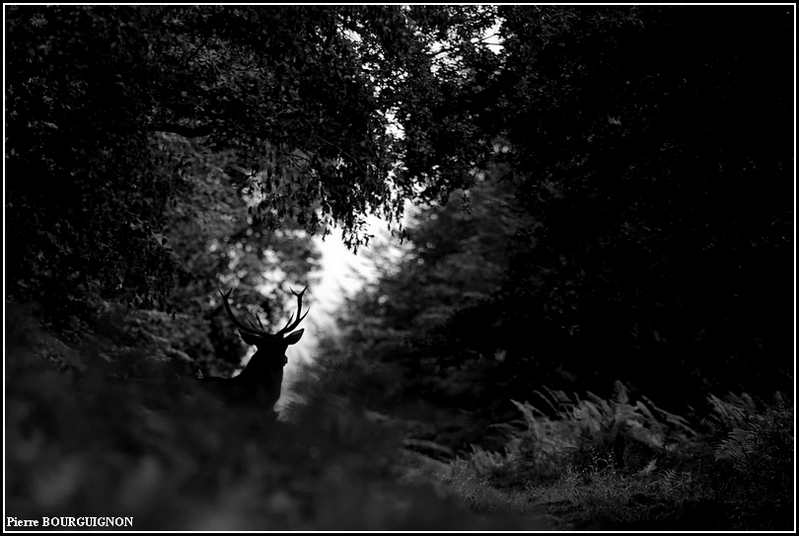 Cerf laphe (cervus elaphus) par Pierre BOURGUIGNON, photographe animalier / Belgique