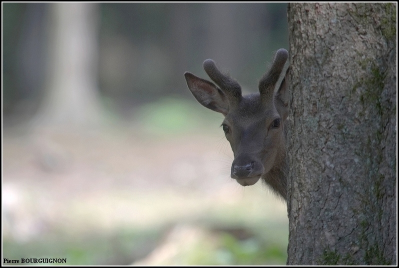 Cerf laphe (cervus elaphus) par Pierre BOURGUIGNON, photographe animalier / Belgique