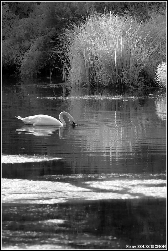 Photographie infrarouge par Pierre BOURGUIGNON, photographe animalier belge