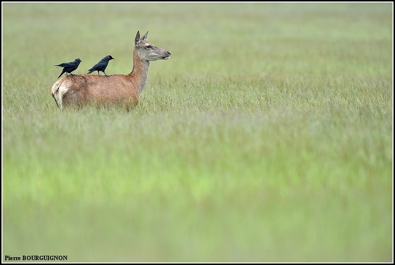 Cerf laphe (cervus elaphus) par Pierre BOURGUIGNON, photographe animalier, Belgique