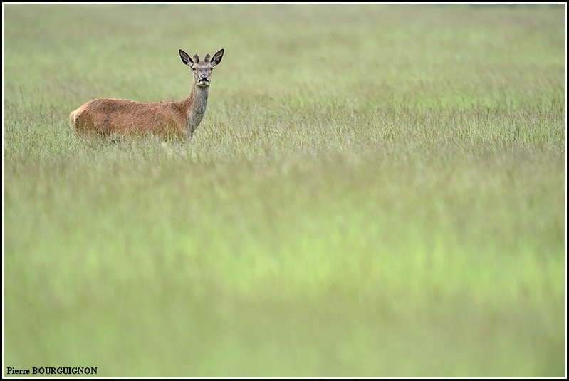 Cerf laphe (cervus elaphus) par Pierre BOURGUIGNON, photographe animalier, Belgique