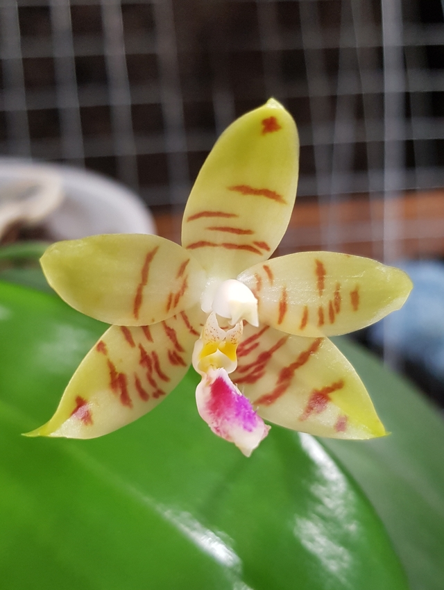 Phalaenopsis Flores Gold 18101606471617991315947007