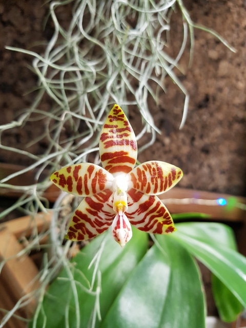 Phalaenopsis amboinensis f.flavida 18102212243717991315956539