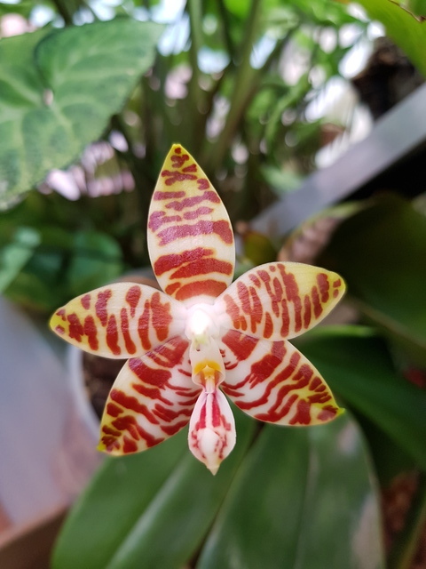 Phalaenopsis amboinensis f.flavida 18102212254017991315956540