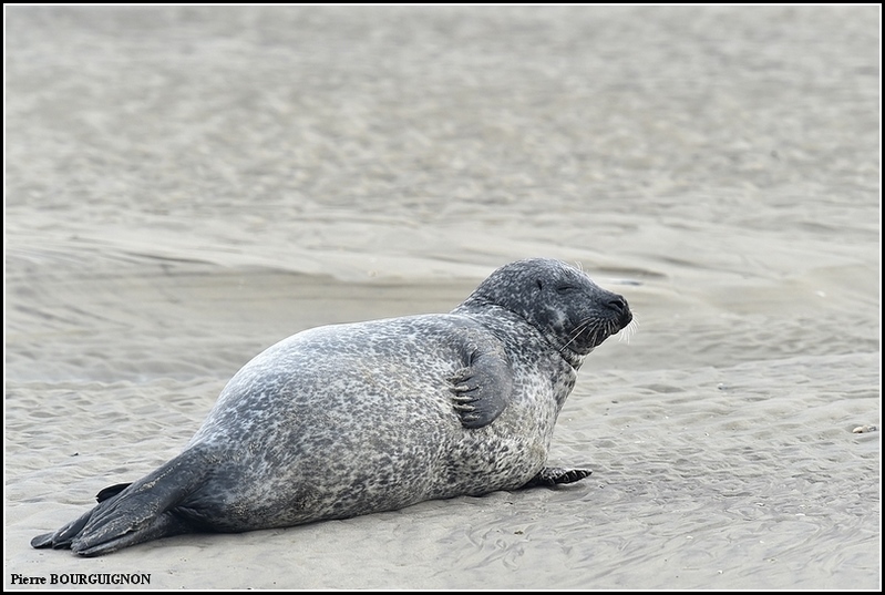 Phoque Gris (Halichoerus Grypus) Par Pierre BOURGUIGNON, Photographe ...