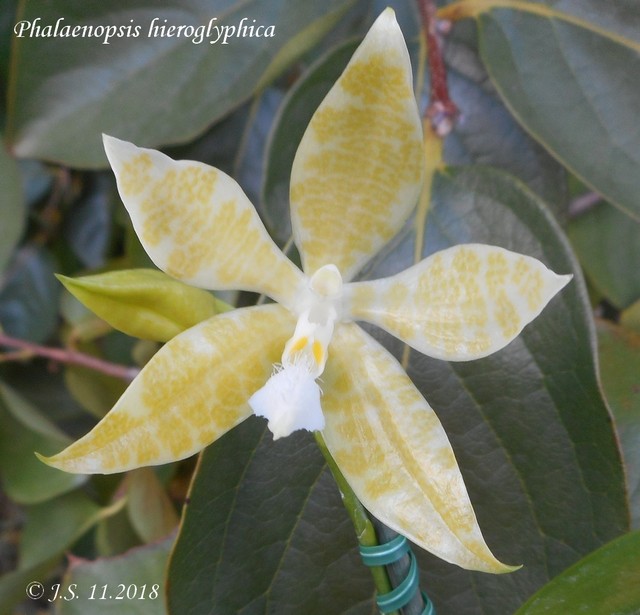 Phalaenopsis hieroghyphica f. flava 18110306472411420015978978