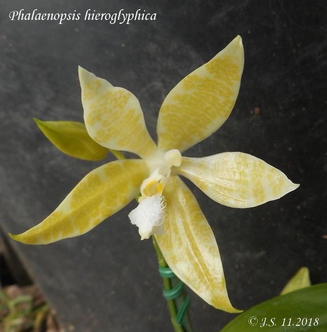 Phalaenopsis hieroghyphica f. flava 18110306472411420015978979